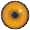 p646129
