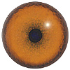 p646129