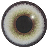 p646129
