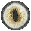 p646129