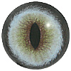 p646129