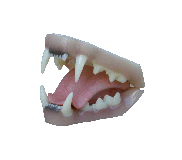 p646129