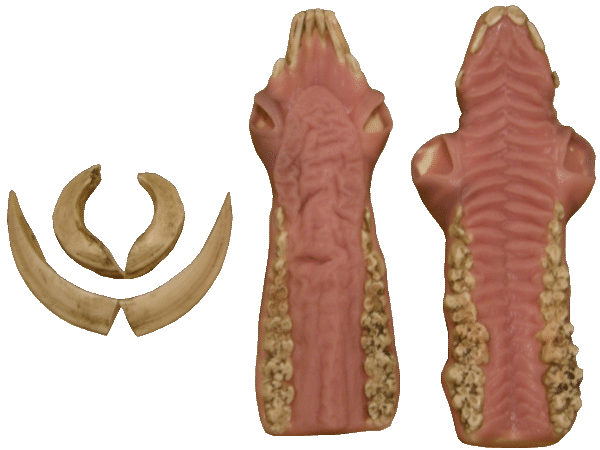 p646129