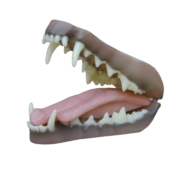 p646129