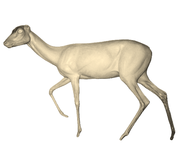 p646129