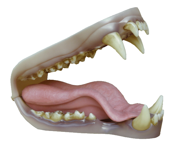 p646129
