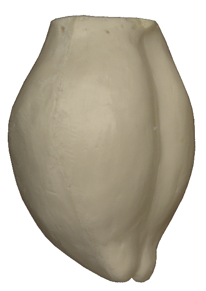 p646129