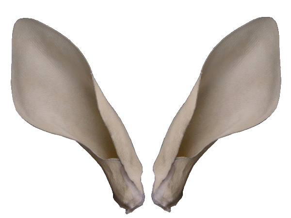p646129