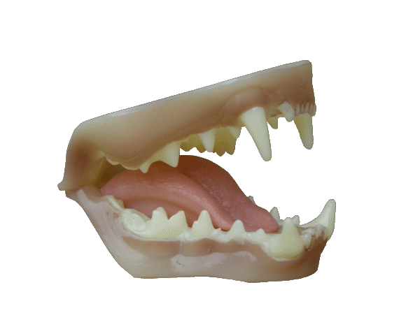 p646129