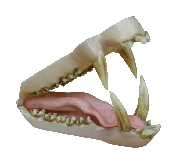 p646129
