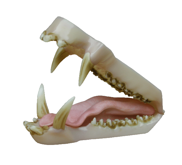 p646129