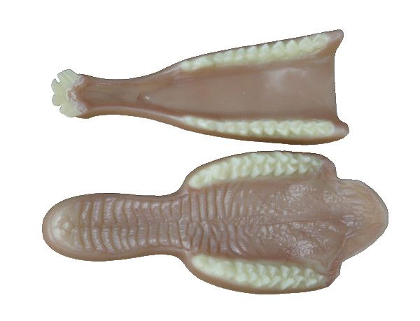 p646129