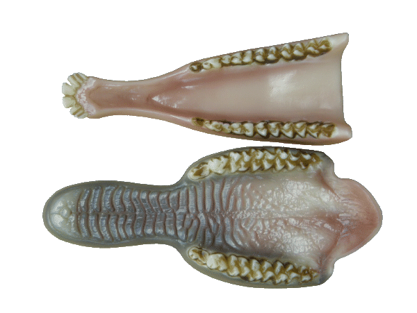 p646129