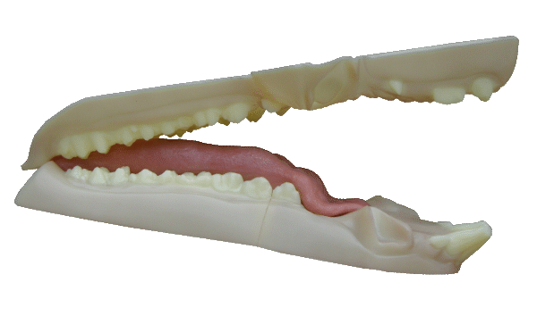 p646129