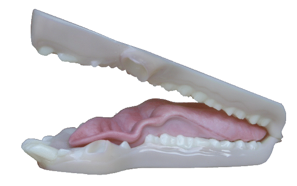p646129