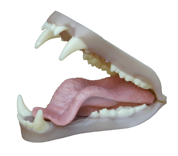 p646129
