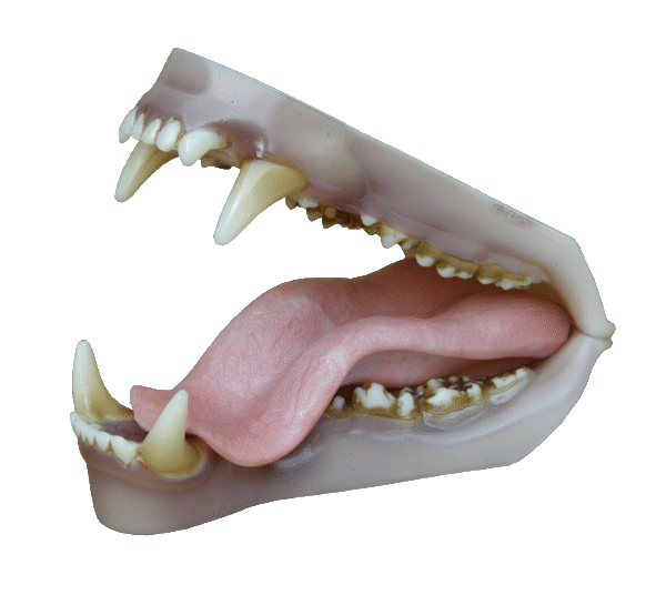 p646129