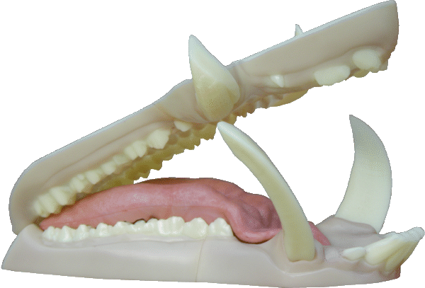 p646129