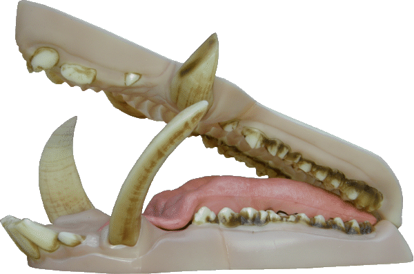 p646129