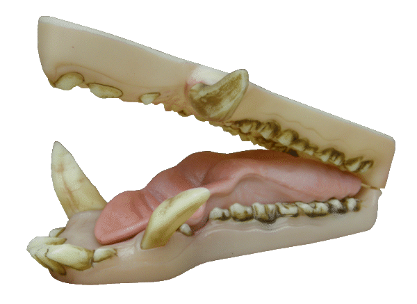 p646129