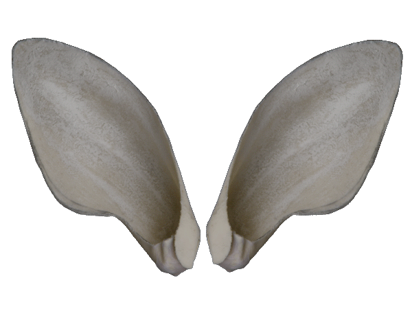 p646129