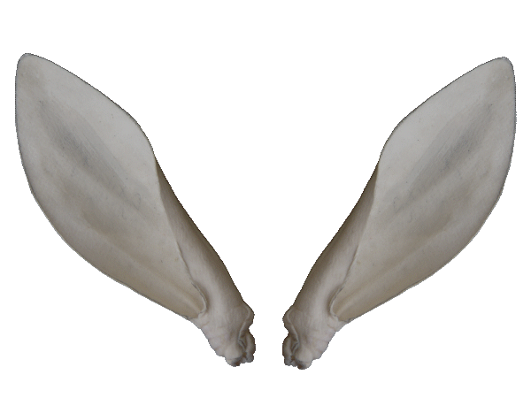 p646129