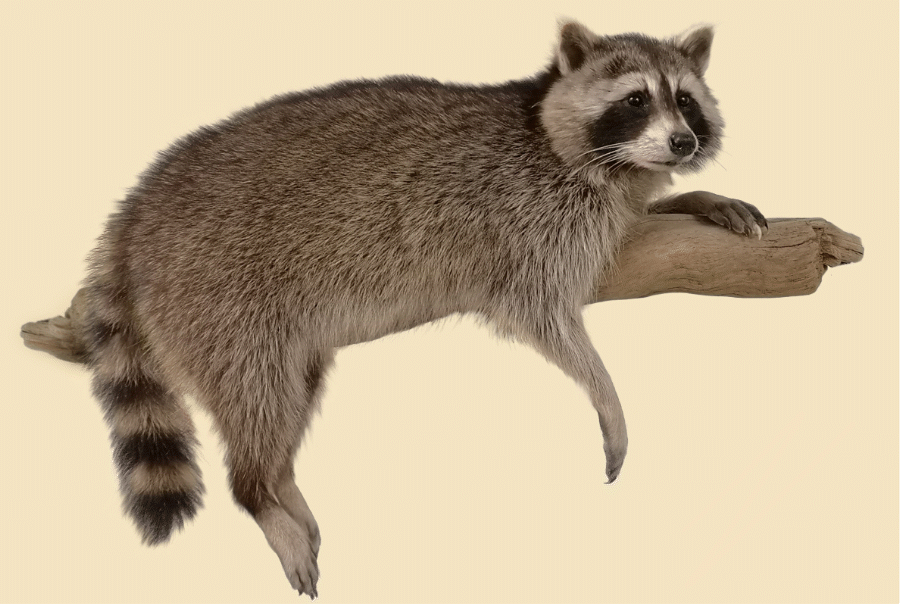p646129