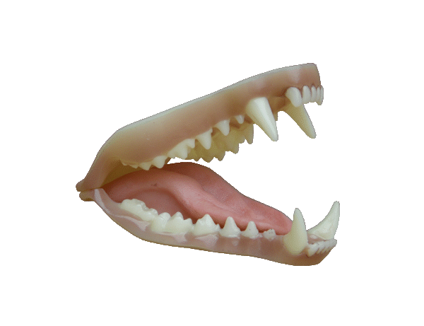 p646129