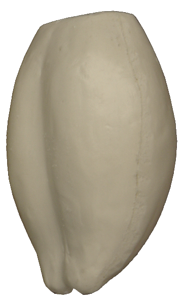 p646129