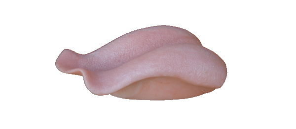 p646129