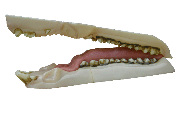p646129