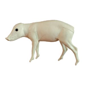 Wildschwein (Sus scrofa) Frischling ca 4kg Lebendgewicht